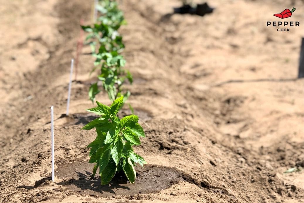 Pepper Plant Spacing Pepper Plant Spacing
