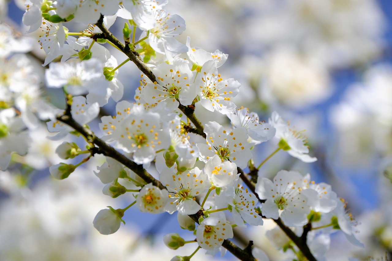 White Tree Blossoms